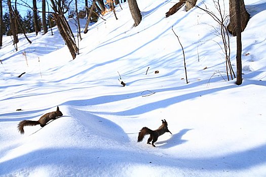 北海道,松鼠,雪中