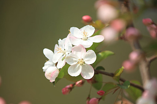 西府海棠