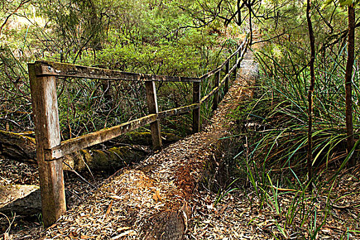老,木质,步行桥,国家,公园,西澳大利亚州