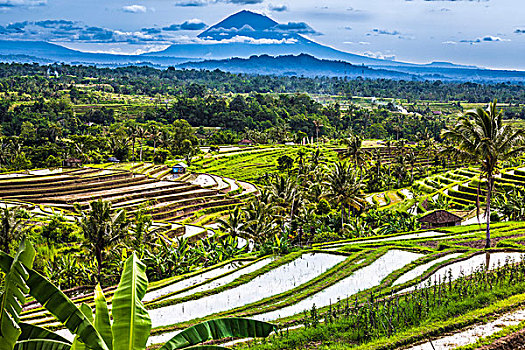 稻米梯田,背景,巴厘岛,印度尼西亚