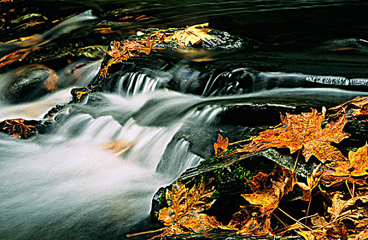 溪流,省立公园,温哥华岛,不列颠哥伦比亚省,加拿大