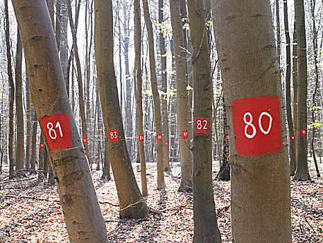 数字,树,树林