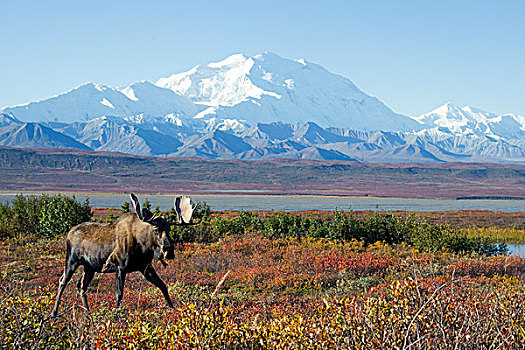 阿拉斯加,驼鹿,雄性动物,苔原,德纳里峰国家公园