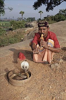 眼镜蛇,耍蛇,印度