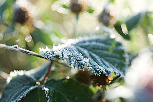 霜,遮盖,植物,特写