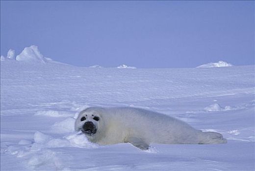 鞍纹海豹,幼仔,冰,岛屿,加拿大,圣劳伦斯湾