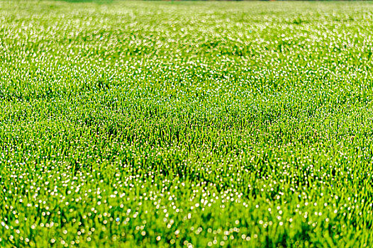 草坪草地