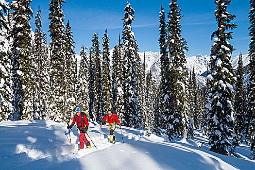 滑雪,加拿大,木头,冬天,北美
