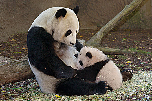 大熊猫,中国