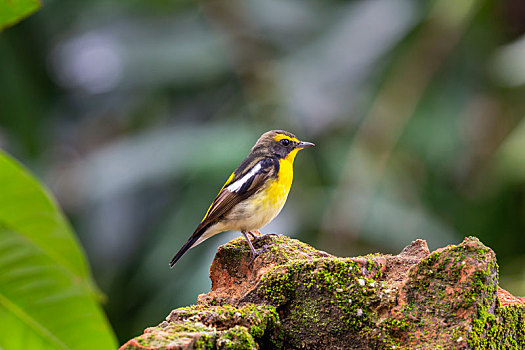 常单独在树冠层枝叶间活动及捕食昆虫的黄眉姬鹟鸟