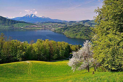 风景,湖,攀升,皮拉图斯,樱花,正面,瑞士,欧洲