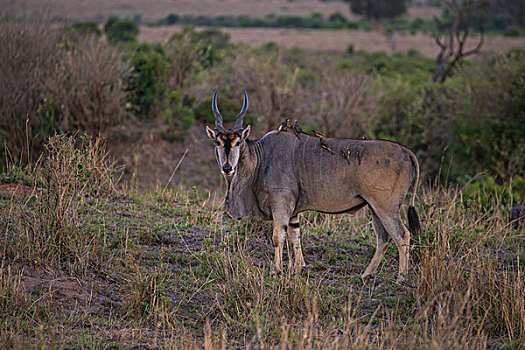 非洲肯尼亚马赛马拉国家公园东非大羚羊