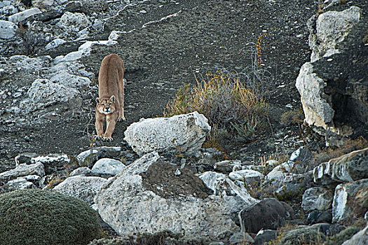 美洲狮,雌性,托雷德裴恩国家公园,巴塔哥尼亚,区域,南方,智利