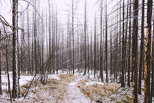 树林,冬天,俄罗斯