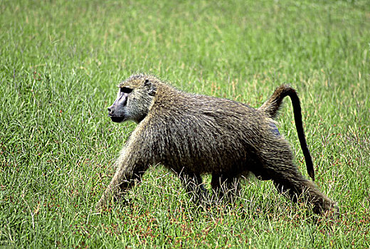 肯尼亚,安伯塞利国家公园,公园,黄狒狒