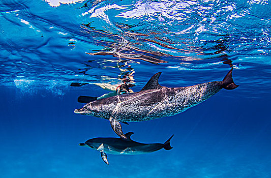 大西洋细吻海豚,水下视角