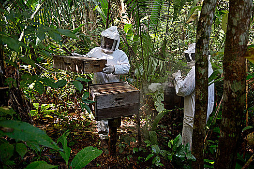 两个,蜂巢,亚马逊雨林,蜜蜂,意大利蜂,地区,巴西,南美