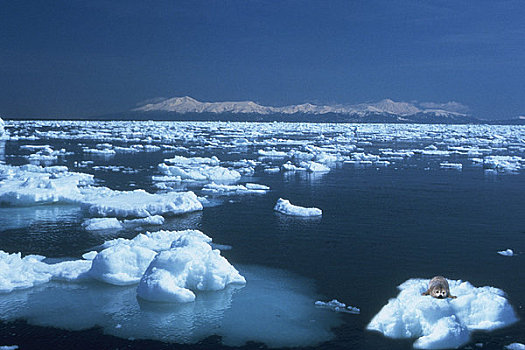 海豹,冰,知床半岛