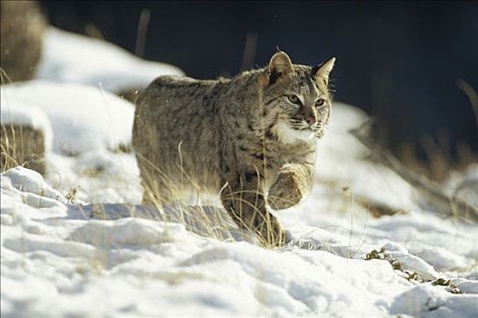 美国山猫,短尾猫,雪,蒙大拿
