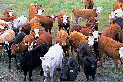 牛,农场,艾伯塔省,加拿大
