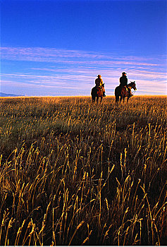 牛仔,骑马,道格拉斯湖牧场,不列颠哥伦比亚省,加拿大
