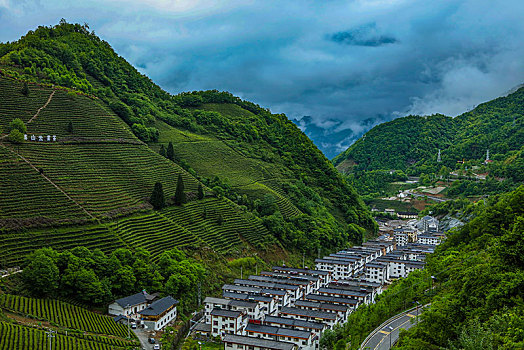 茶园,山区,土地,湖北,神农架,大山,种植,经济作物,农村,茶农