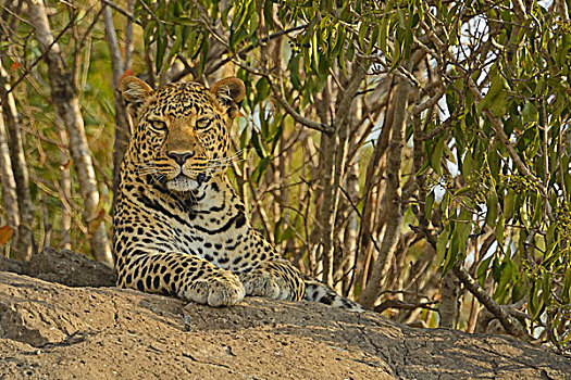 非洲豹,豹,石头,马赛马拉国家保护区,肯尼亚,非洲