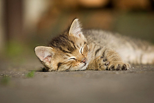 小猫,农场,猫,休息,阳光,街道,睡觉,巴登符腾堡,德国,欧洲