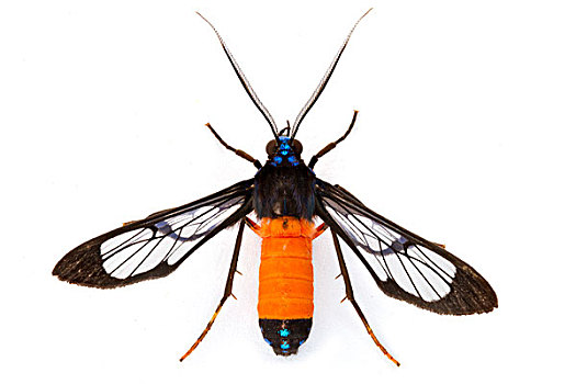 蛾子,色彩,国家公园,哥斯达黎加