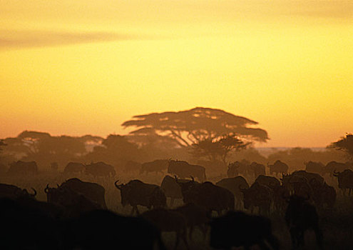 非洲,坦桑尼亚,牧群,蓝色,角马,日落