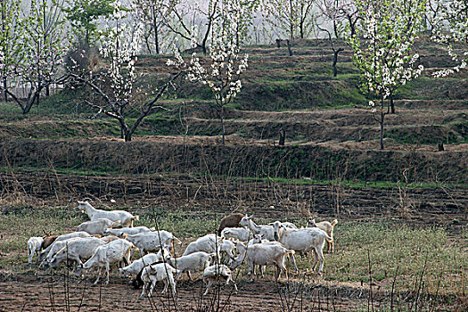 羊群,放牧,牲畜,山羊,动物,田野,0003