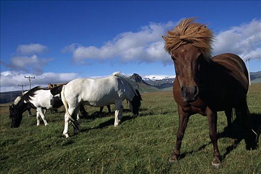 冰岛,马