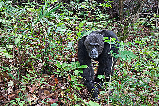 黑猩猩,类人猿,树林,坦桑尼亚