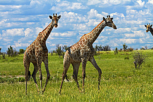 长颈鹿,博茨瓦纳,非洲