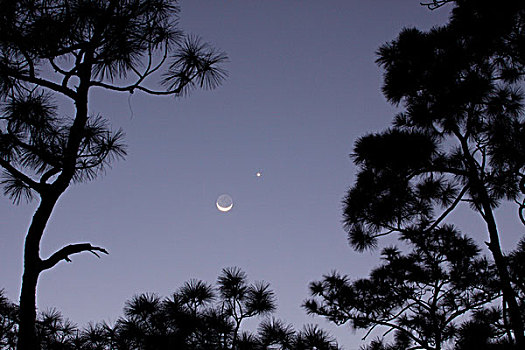 松树,树,月亮,大沼泽地国家公园,佛罗里达