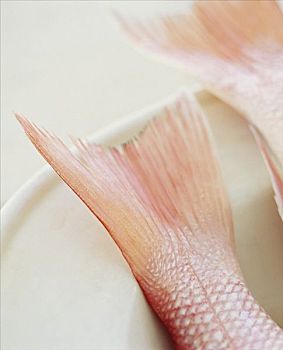 红鲷鱼,尾部