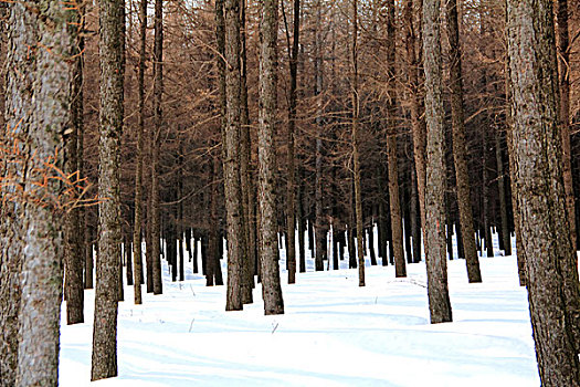 雪后的树林