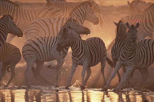 白氏斑马,斑马,惊奇,水潭,埃托沙国家公园,纳米比亚