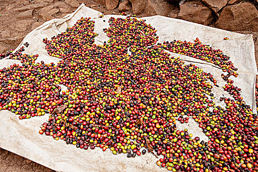咖啡豆,干燥,孔索,世界遗产,奥莫山谷,埃塞俄比亚,非洲