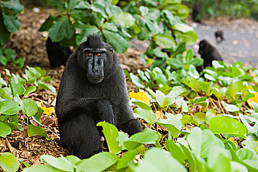 黑色,短尾猿,弥猴属,坐,苏拉威西岛,印度尼西亚