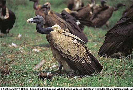 长嘴鸟,秃鹰,白背兀鹫,背景,群,鸟,等待,进食,卡欧迪欧国家公园,印度,亚洲,动物