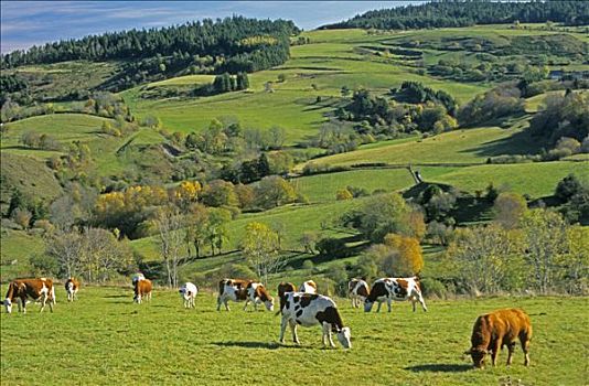 法国,奥弗涅,靠近,母牛,绿色