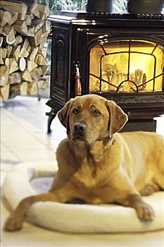 拉布拉多犬,坐,正面,壁炉
