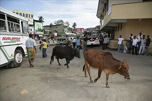 母牛,街道,斯里兰卡,亚洲