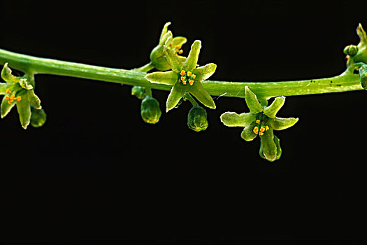 黑色,蔓草,特写,花