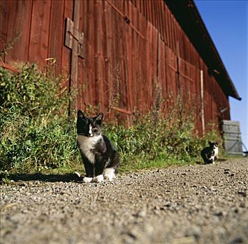 猫,农场,瑞典
