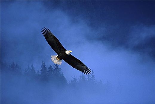 白头鹰,阿拉斯加,美国