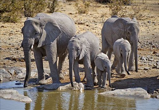 非洲,灌木,大象,非洲象,家族,喝,水坑,埃托沙国家公园,纳米比亚