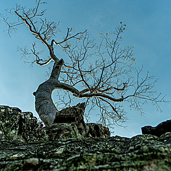 秃树,遗址,塔普伦寺