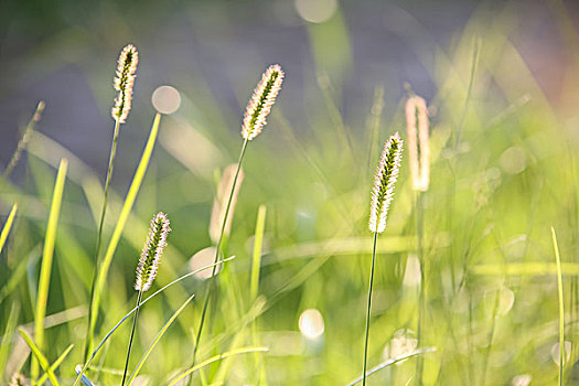 阳光中的小草
